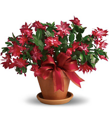 Merry Christmas Cactus from Kinsch Village Florist, flower shop in Palatine, IL
